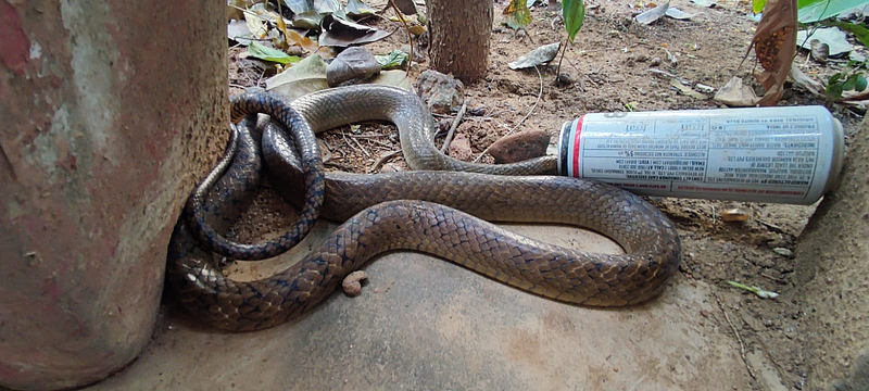 ptyas mucosa snake