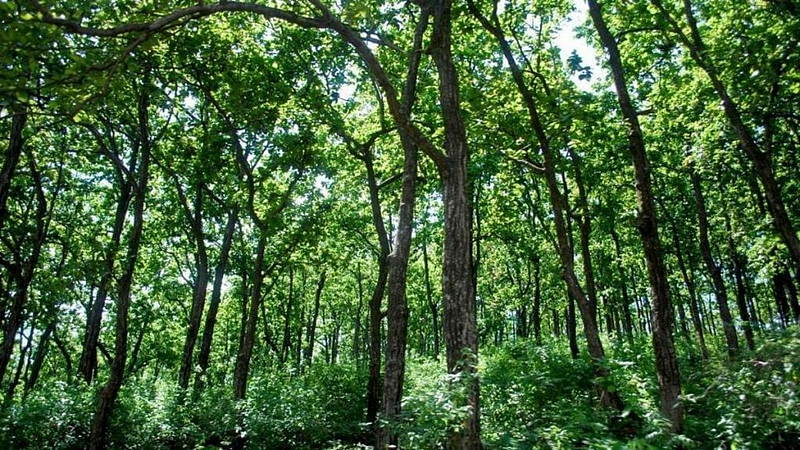 जमीन वनासाठी संरक्षित नाही