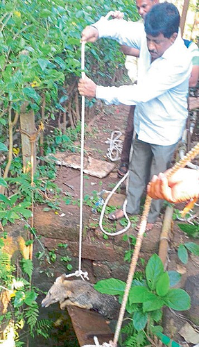 झोपाळ्यावर बसून कोल्हा आला विहिरीबाहेर