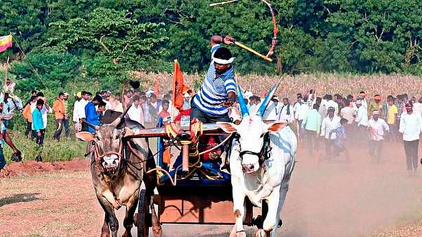 बैलगाडा शर्यतींबाबत सोमवारी सुनावणी