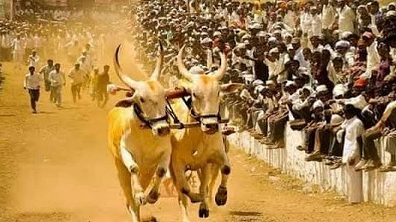 Bullock Cart Race