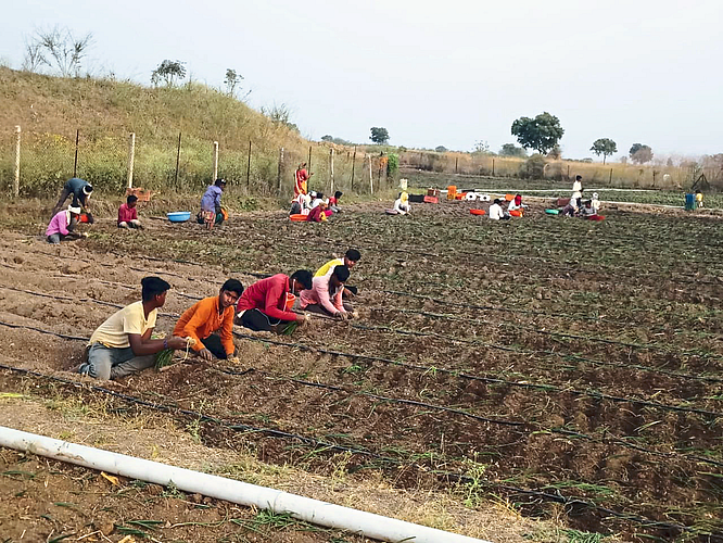 laborers for agriculture work