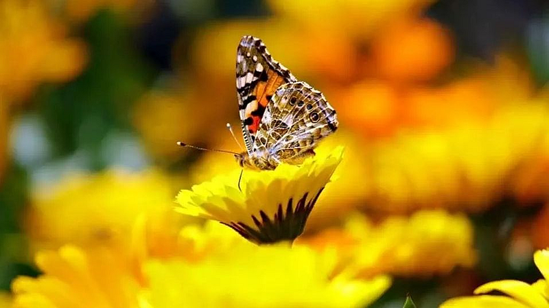 अकोला शहरात २९ प्रकारच्या फुलपाखरांच्या नोंदी