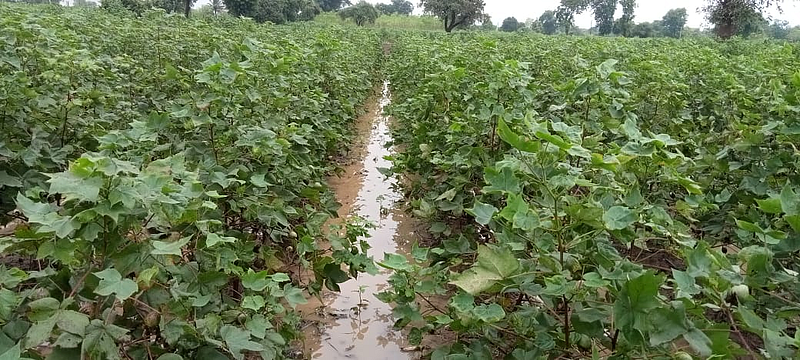 crop damage