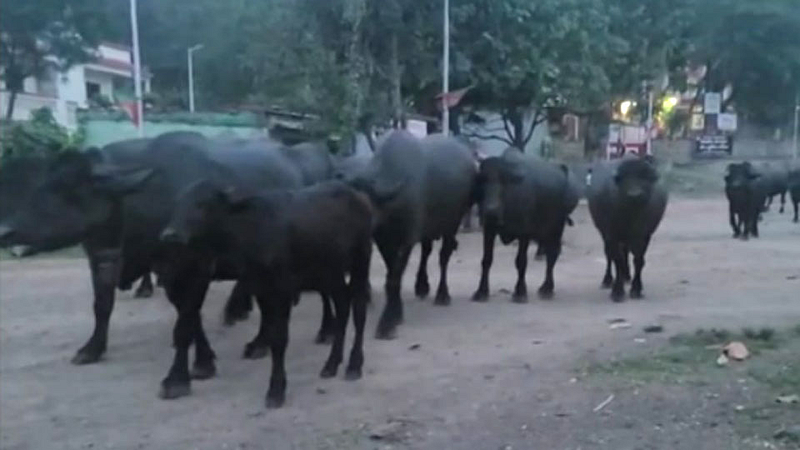 buffalo