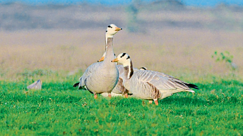 Swans birds