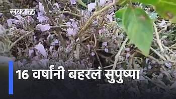 16 वर्षांनी बहरलं सुपुष्पा; पाहा व्हिडिओ}