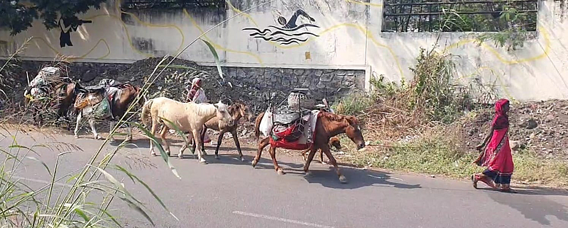 पुणे : महिला पशुपालकांच्या कौशल्याचा सन्मान