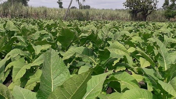 यंदा तंबाखू उत्पादनात होणार वाढ? पोषक वातावरणामुळं कामांना वेग