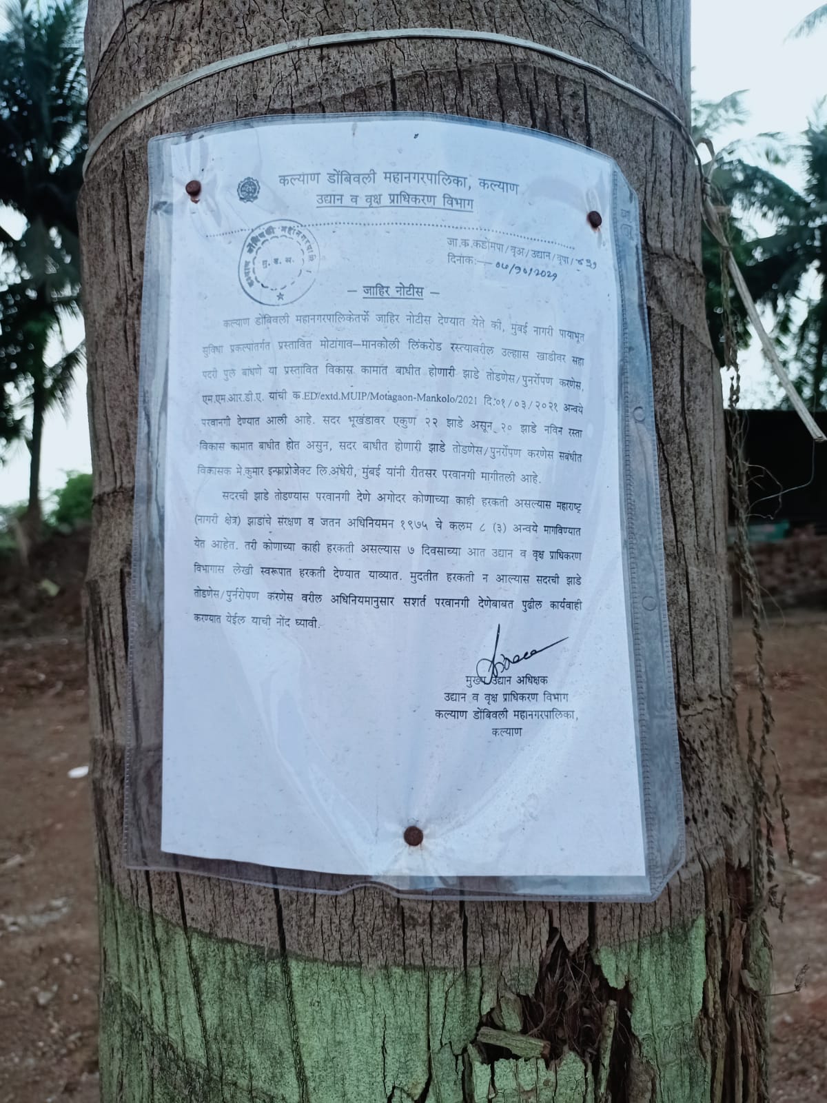 मोठागांव मानकोली लिंकरोडमध्ये बाधित होणाऱ्या 20 झाडांवर पालिकेनेच खिळे ठोकून नोटीस लावली