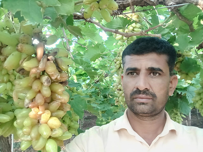 अवकाळी पावसाने द्राक्षबागांचे कोट्यवधींचे नुकसान