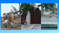 Monkey and Dog Fight Monkey and Dog Fight
