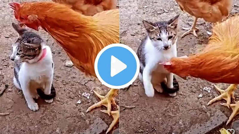 Cat and Hen