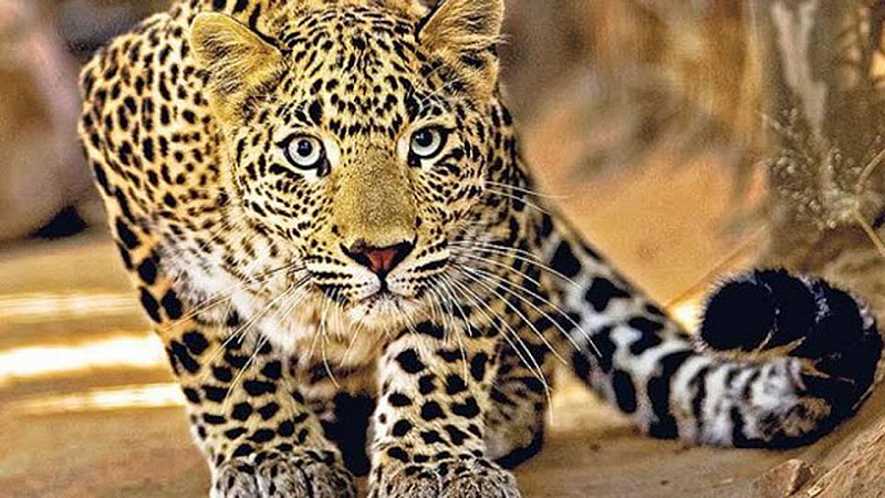 Leopard in Patan