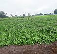 Solapur rains rainfall recorded three talukas Solapur rains rainfall recorded three talukas