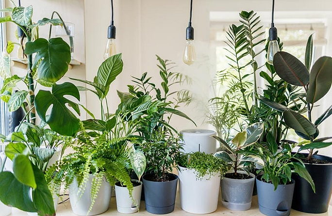झाडाचे रोप (Plants):
झाडाचे रोप (Plants) हे इको-फ्रेंडली (Eco-friendly)भेटवस्तू आहे, जी ख्रिसमसदिवशी घरातील सजावटीला रंग भरतील. आतील भागात सौंदर्य वाढवण्याव्यतिरिक्त आणि श्वास (Breathing) घेण्यासाठी ताजी हवा (Fresh air)देतात.
