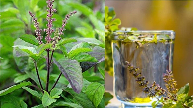Tulsi