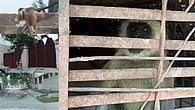 Monkey caught by Forest Department Monkey caught by Forest Department