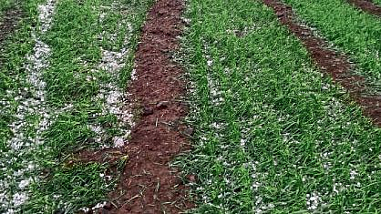 Kharif