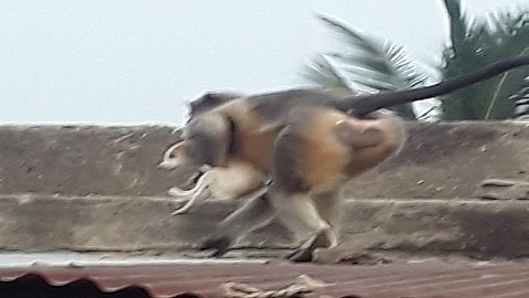 Monkey Kills Pappies In Beed District