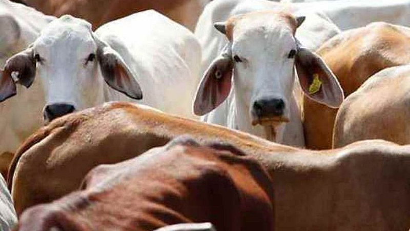 Two tempos transporting beef