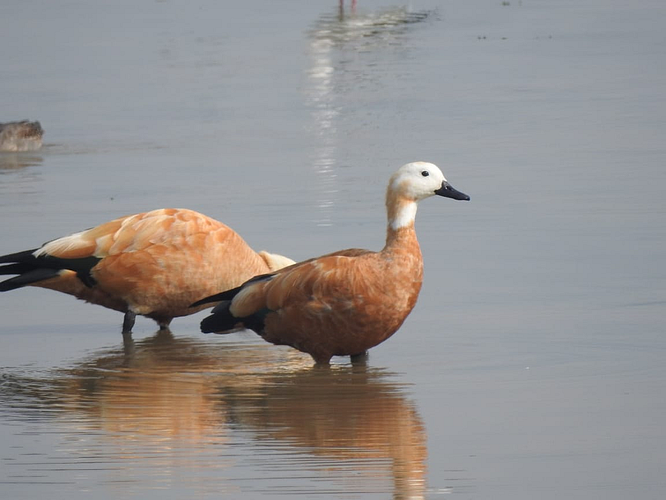Chakravak Duck