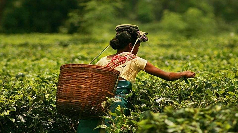 Tea