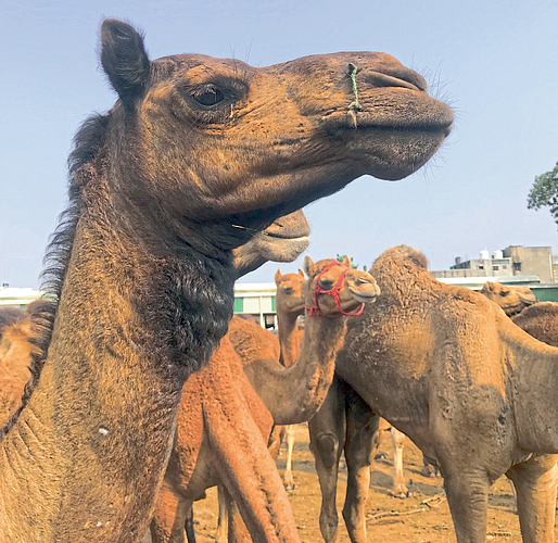 camel