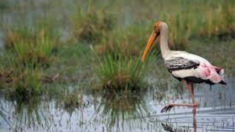 3. असे साफ केलं जाते पाणी (How water is Cleaned?)- कन्स्ट्रक्टेड वेटलँड टेक्निकमध्ये नाल्यांच्या तोंडावर जाळी बसवली जाते. जेणेकरून त्यात असलेले प्लास्टिक किंवा धातू इत्यादींना प्रतिबंध करता येईल. त्यानंतर ते एका मोठ्या तलावात ठेवले जाते. त्यामुळे सर्व अशुद्धी तळाशी जाऊन बसतात. त्यानंतर पाणी दगड आणि पाणवनस्पतींच्या शृंखलांमधून जाते. त्यामुळे पाणी स्वच्छ होते आणि त्यातील ऑक्सिजनचे प्रमाणही वाढते. हे पाणी जलचरांसाठीही अधिक पोषक आहे.