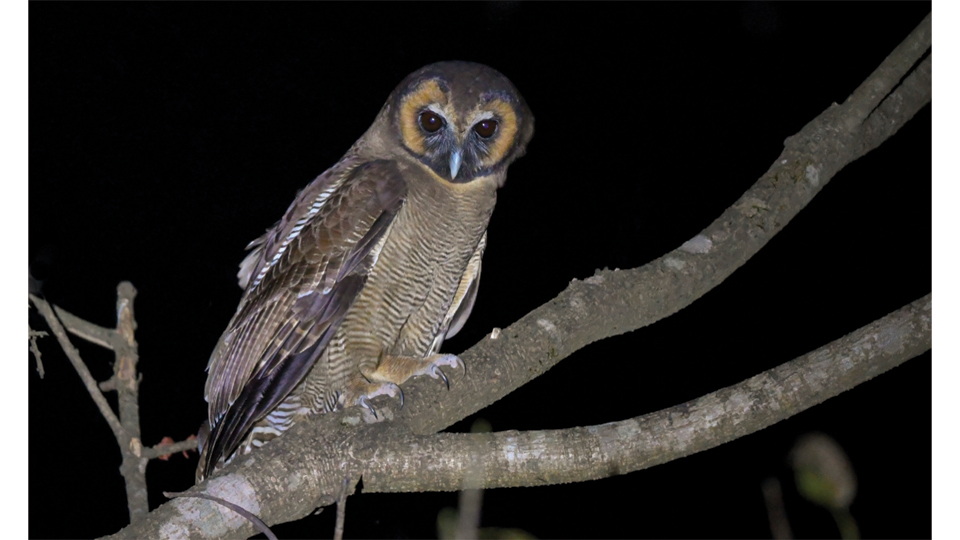 Owl