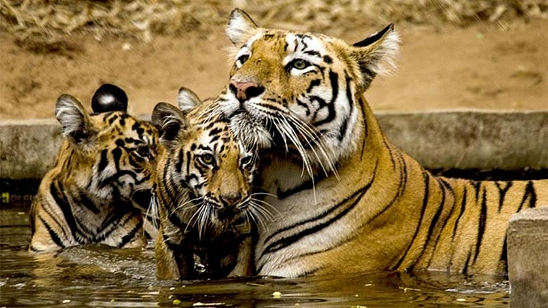 Valmiki Tiger Reserve Bihar