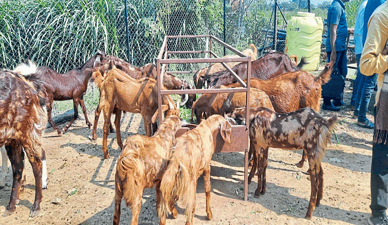 Nanded Under NABARD Goat
