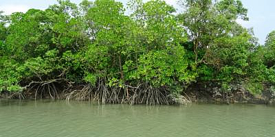 Mangrove