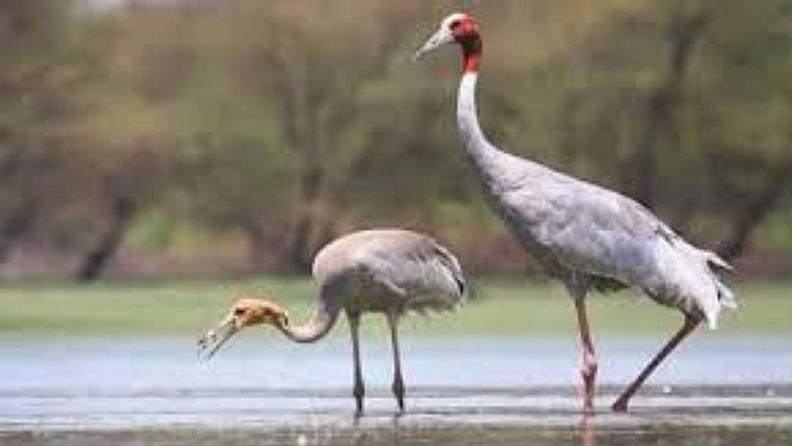1. यमुना नदी (Yamuna River) राजधानी दिल्लीतून (Delhi) सुमारे 54 किलोमीटर वाहते . परंतु, या भागात अनेक ठिकाणी उघड्या ओढ्यातील पाणी यमुनेमध्ये जाऊन नदी प्रदूषित होते. डीडीएने उभारलेल्या कालिंदी बायोडायवर्सिटी पार्कच्या संपूर्ण परिसरात अशा अनेक ओढ्यातील पाणी पूर्वी थेट यमुनेच्या पाण्यात जात असे. मात्र, आता येथील ओढ्यातील पाणी कंस्ट्रक्टेड वेटलँडद्वारे (wetland) स्वच्छ केले जात आहे. गेल्या दोन वर्षांत येथील बांधलेल्या पाणथळ जागेतून दररोज 40 ते 50 एनएलडी पाणी स्वच्छ केले जात आहे. तर या स्वच्छ पाण्यातून दोन वेटलैंड तयार करण्यात आली आहे. त्याचा परिणाम येथे दिसणाऱ्या पक्ष्यांच्या संख्येवर परिणाम झाला आहे.