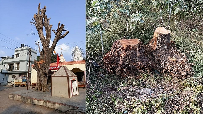 Contractor fined 20 lakh 35 thousand rupees for cutting down 36 trees illegally in nashik