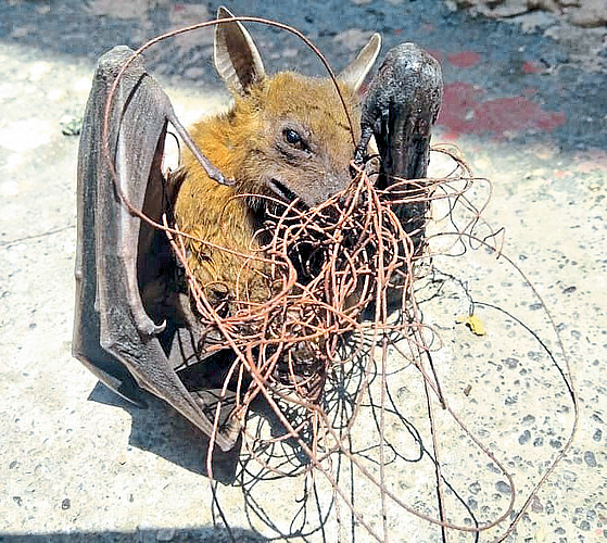 Nylon manja harmful for birds