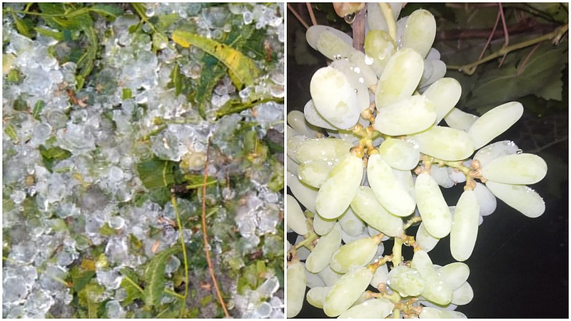 Rain crop damaged
