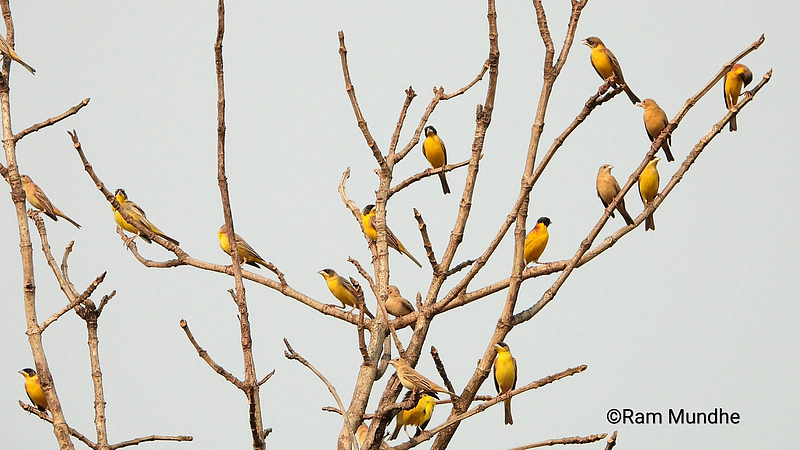 Birds