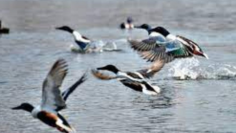 4. पक्ष्यांच्या 130 पेक्षा जास्त प्रजाती (More than 130 Species of Birds)- कालिंदी बायोडायवर्सिटी पार्कचे शास्त्रज्ञ यासिर अराफत सांगतात की, या उद्यानात आतापर्यंत १३० प्रजातींचे पक्षी नोंदवले गेले आहेत. यातील अनेक पक्षी असे आहेत जे येथील सामान्य रहिवासी आहेत. तर बार हेडेड गूज आणि ग्रे लॅग गूज यांसारखे स्थलांतरित पक्षीही पहिल्यांदाच पाहायला मिळत आहेत. यावरून असे गृहीत धरता येईल की स्वच्छ पाण्यामुळे येथे पक्ष्यांना चांगली जागा मिळत आहे.