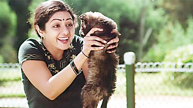 sridevi