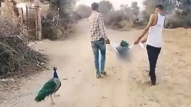 viral video