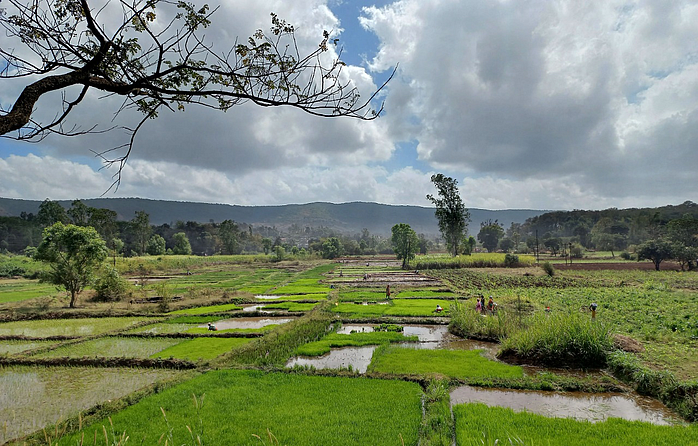 कोल्हापूर जिल्ह्याच्या पश्चिम भागात उन्हाळी भात रोप लागण सुरू असल्याने शिवारात शेतकऱ्यांची कामाची धांदल सुरू आहे.