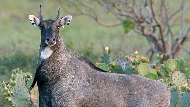 Nilgai hunting in Erandol forest jalgaon