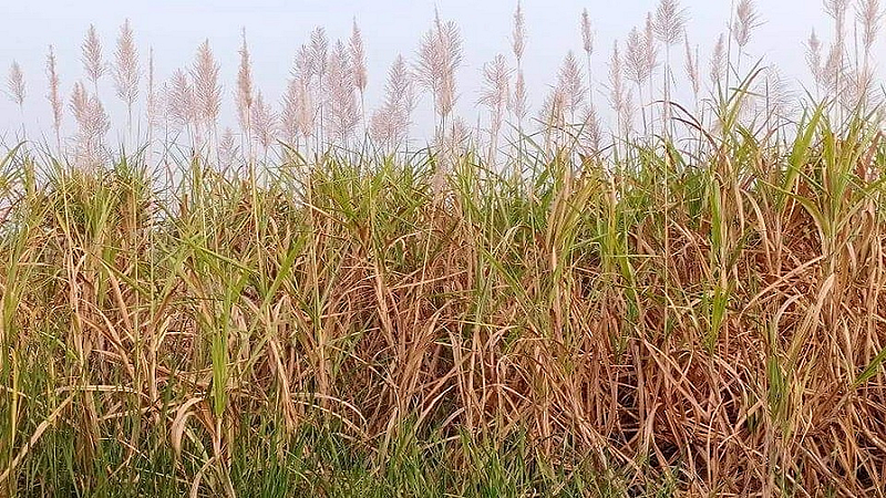 sugarcane harvesting Kidnapping leader