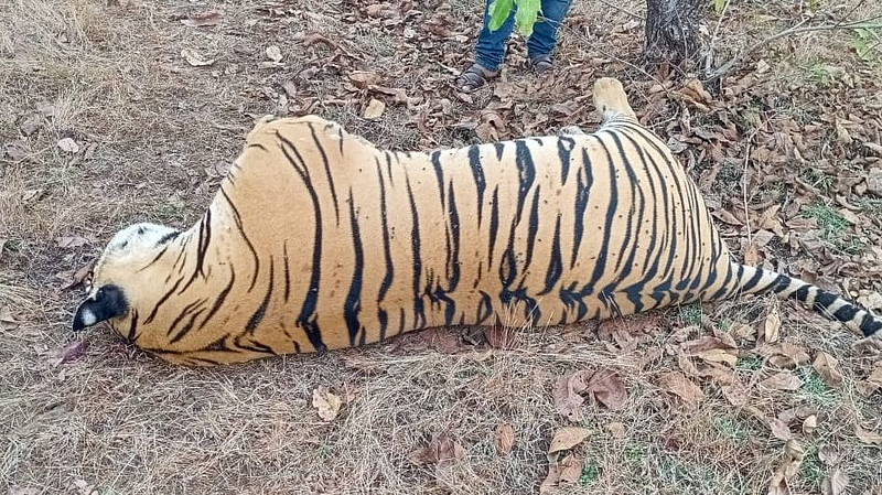 tiger