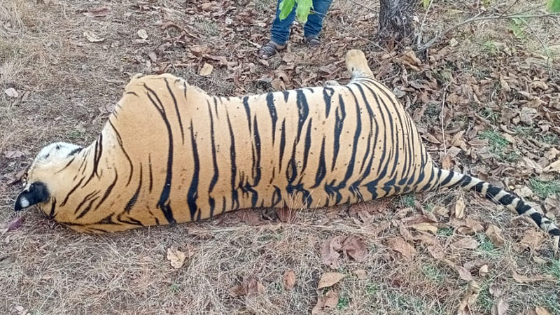 Tiger