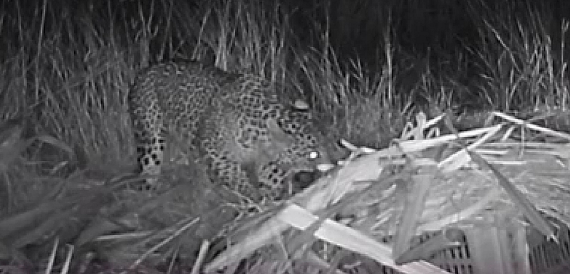 leopard