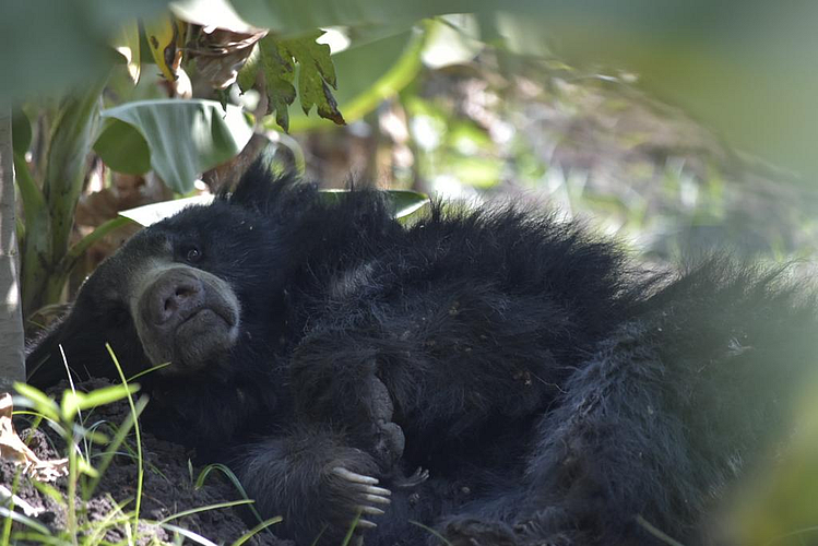 bear