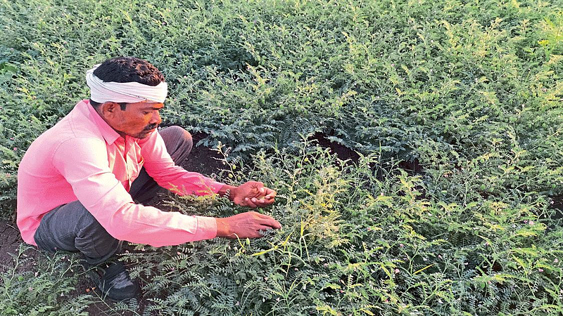 gram crop