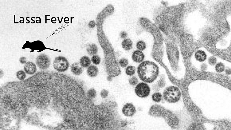 Lassa fever
